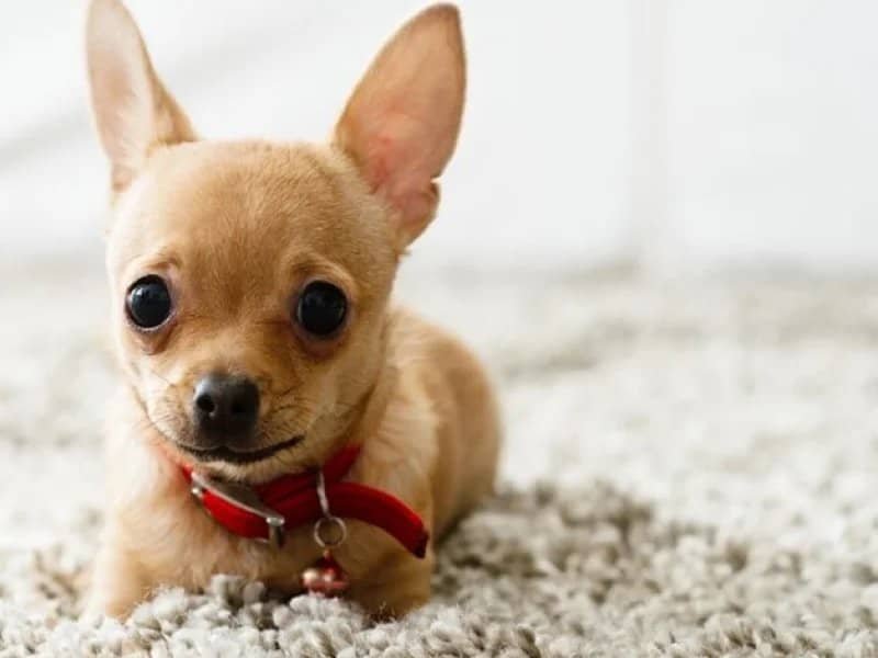 chihuahua on plush carpet | Mitchell's Flooring & Design | Serving Northern Colorado | 70-352-7251 |