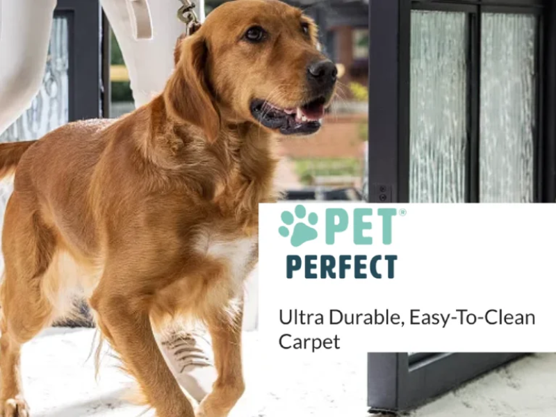 Pet-Perfect-800x600