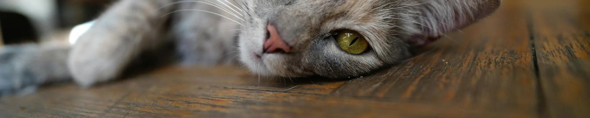 cat laying comfortably on wood floors | Serving Northern Colorado | 970-352-7251 |